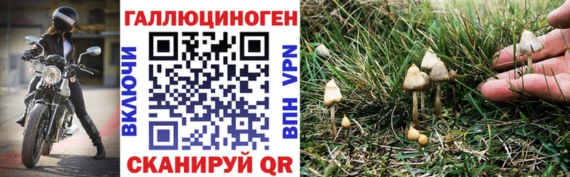 Купить  Губкин  Галлюциногенные грибы прущие грибы 